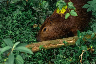 Capibara, Brezilya 'nın Sao Paulo kentindeki Horto Florestal Park' ında otluyor..