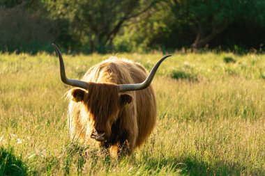 Bir İskoç ineğinin portresi. Wassenaar, Hollanda 'da.