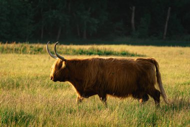 Lentevreugd, Wassenaar 'daki İskoçyalı inekler. Hollanda 'da..
