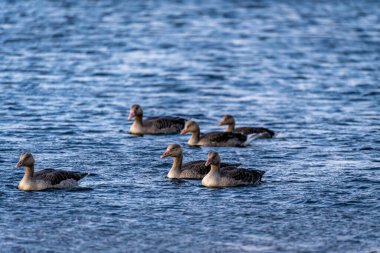 Birlikte yüzen bir kaz ailesi..