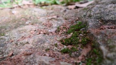 Kahverengi karıncalar kayaların ve yosunların üzerinde kuyruk oluşturur..