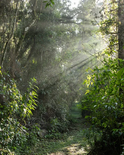 Camino Hacia Bosque Sur Brasil Amanecer — Foto de Stock