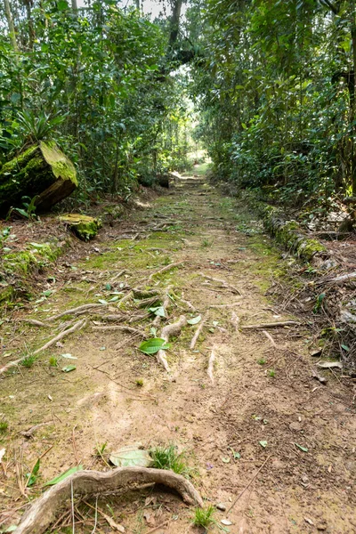 Camino Hacia Bosque Sur Brasil —  Fotos de Stock