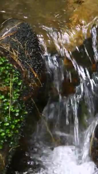 Vertikales Video Kleiner Fluss Fließt Den Regenwald Südosten Brasiliens — Stockvideo