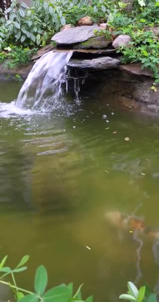 Video Vertikal Ikan Koi Berwarna Kolam Dengan Air Terjun — Stok Video