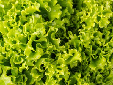 Taze yeşil marul yapraklarının yakınına..