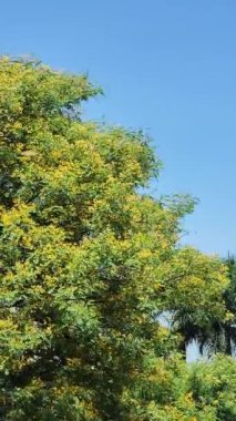 Dikey video. Mavi gökyüzünün altında rüzgarda süzülen çiçekli ağaç.