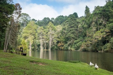 Brezilya 'da ormandaki bir gölün yakınındaki ağaçlar.