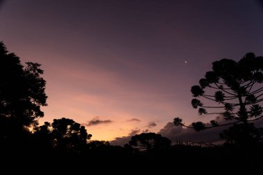 Brezilya 'nın güneydoğu dağlarında gün batımında çam ağaçları ve araucaryalar.