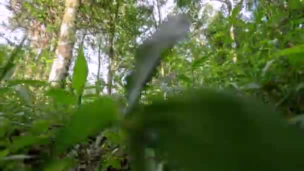 Punto Vista Animal Arrastrándose Través Las Plantas Suelo Del Bosque — Vídeos de Stock