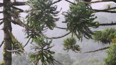 Brezilya 'da bir ormanda yağmurlu bir gün. Araucaria ağaçlarının üzerine yağmur yağar.