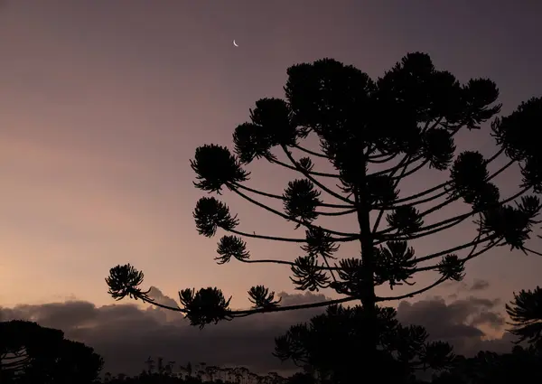Pinhais Araucárias Pôr Sol Nas Montanhas Sudeste Brasil — Fotografia de Stock