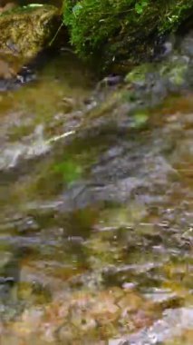 Dikey video. Brezilya 'nın güneydoğusundaki yağmur ormanlarına akan küçük bir nehir..