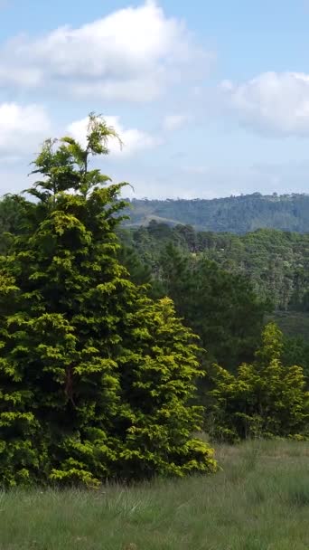Brezilya Rüzgarlı Bir Günde Bir Ormanın Üzerinde Bulutlar Mavi Gökyüzü — Stok video