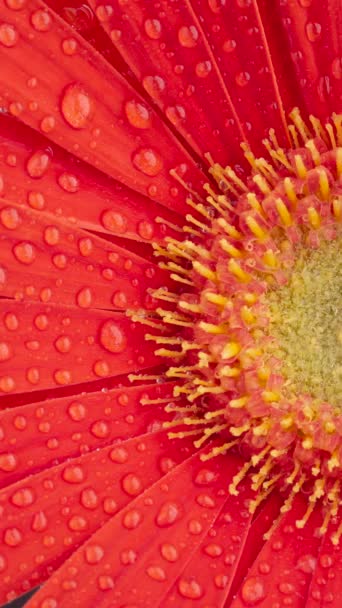 Closeup Red Gerber Flower Water Drops — Stock Video