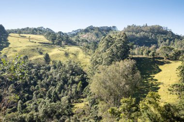 Güneydoğu Brezilya 'da irtifa yağmur ormanları.