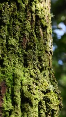 Kısa bir tarla derinliği, güneşin altında yosunlu bir ağaç kabuğunun ayrıntıları..