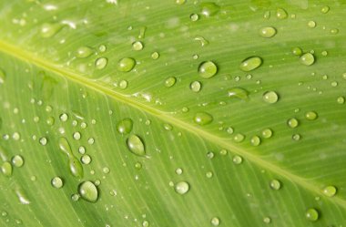 Yeşil yaprağın üzerine su damlaları kapanıyor.