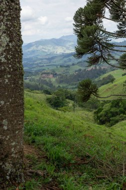 Güneydoğu Brezilya 'da bir yağmur ormanında Araucarias.