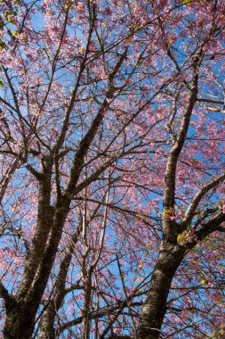 Dalları ve pembe çiçekleri gösteren bir ağacın ayrıntıları.