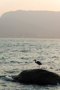 Akbalıkçıl ya da balıkçıl kumsalda bir kayanın içinde.