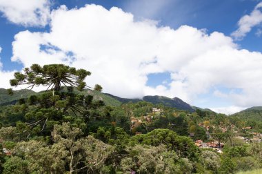 Güneydoğu Brezilya 'da küçük bir şehirde Araucarias.