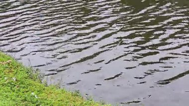 Brezilya 'da bulutlu bir günde bir gölde dalgalar