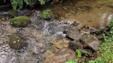 Brezilya 'nın güneydoğusundaki yağmur ormanlarına akan küçük bir nehir.
