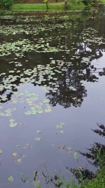Nilüfer çiçekleri, ormanın yakınındaki bir gölette nilüferlerin yanında.