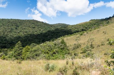 Güneydoğu Brezilya 'da irtifa yağmur ormanları.