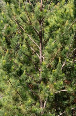 Çam ağacı gövdesinin ayrıntıları.