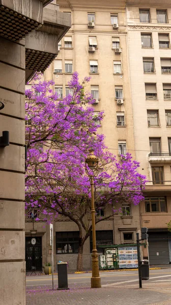 Árvore Jacarandá Roxo Brilhante Buenos Aires — Fotografia de Stock