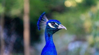 close view of a blue peacock 