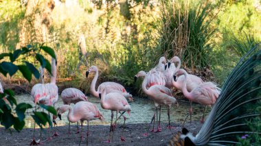 close view of a flock of Chilean flamingos in a small pond of water in the wild