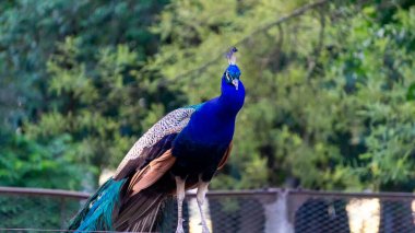 close view of a blue peacock 