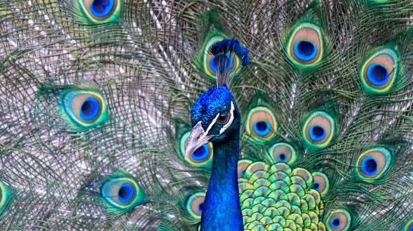 close view of a blue peacock