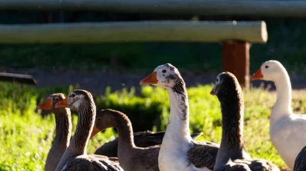 close view of a flock of geese in the wild at sunset