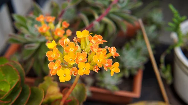 Kalanchoe sarı ve turuncu çiçeklerden oluşan küçük bir grubun yakın görüntüsü   