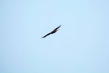 Egale kuşu ıssız mavi gökyüzünde uçuyor..