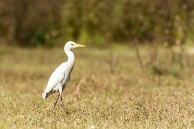 White heron finding victim in a forest bush