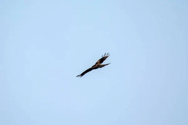 Egale Vogel Fliegt Vereinzelt Blauen Himmel — Stockfoto