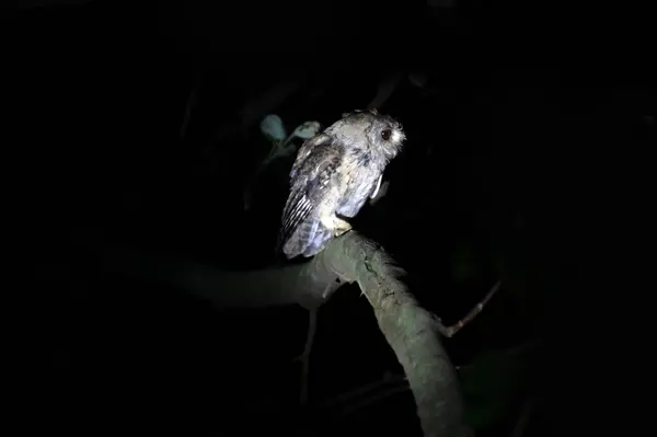 フクロウは夜に木の枝に座って — ストック写真