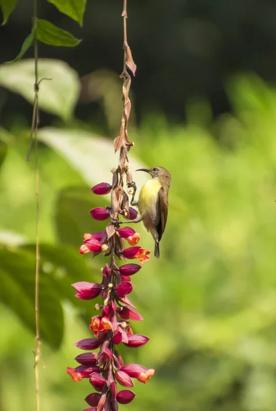 Sunbird Сосет Мед Цветка — стоковое фото