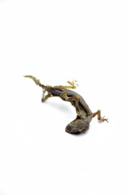 Beyaz arkaplanda izole kertenkele fosilleri