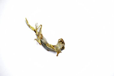 Beyaz arkaplanda izole kertenkele fosilleri