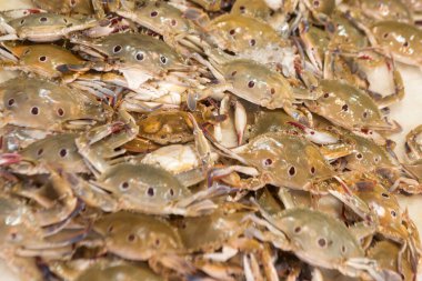 Yengeç yığını satılık bir pazarda bir arada.