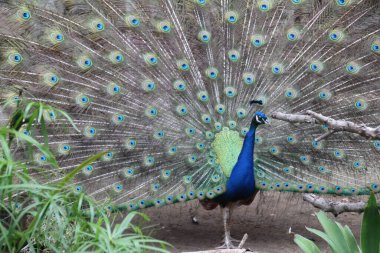 Bir erkek tavus kuşunun güzel tüyleri