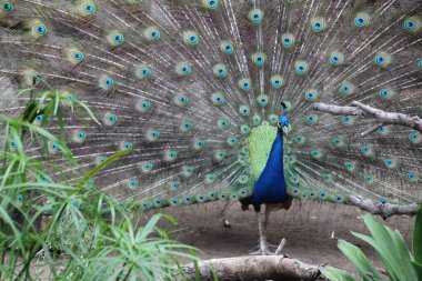 Bir erkek tavus kuşunun güzel tüyleri