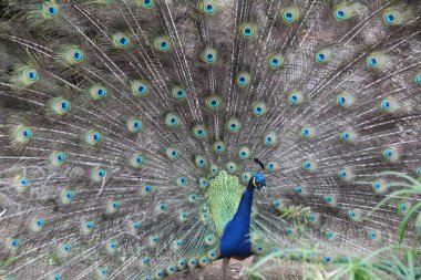 Bir erkek tavus kuşunun güzel tüyleri