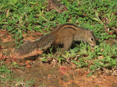 Asyalı palmiye sincabı, gövdesinden biraz daha kısa tüylü kuyruğu olan büyük bir sincap büyüklüğündedir. Arkası grimsi, gri-kahverengi renkte, tepeden tırnağa uzanan üç belirgin beyaz çizgili..